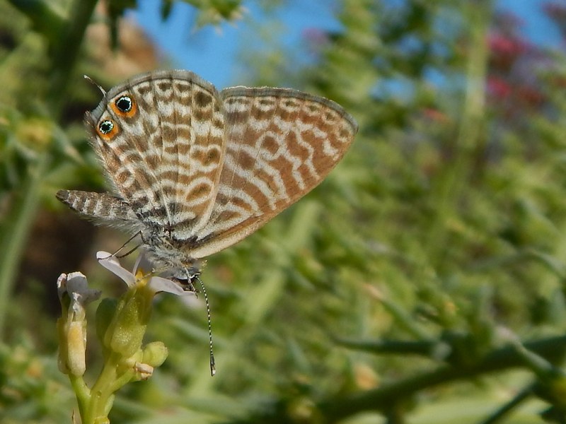 Leptotes pirithous